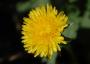 Taraxacum officinale (Panpeliška)