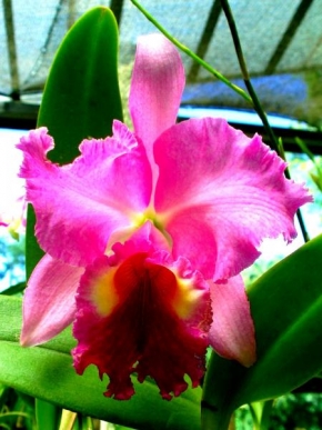Půvaby květin - Orchidej 1