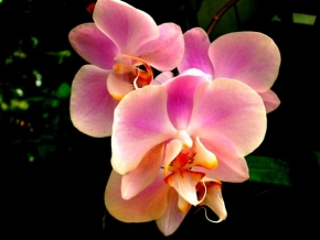Libor Novotný - Orchidej 3