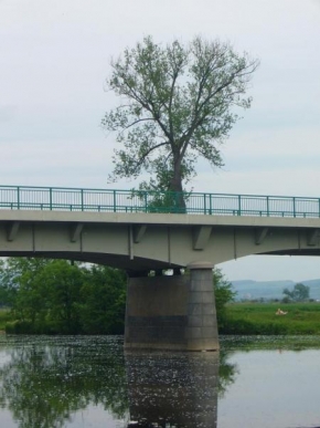 Stromy - Bohušovický most