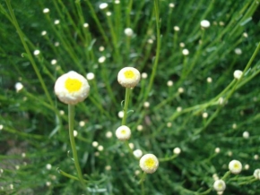 Půvaby květin - Bílo-žluté perličky