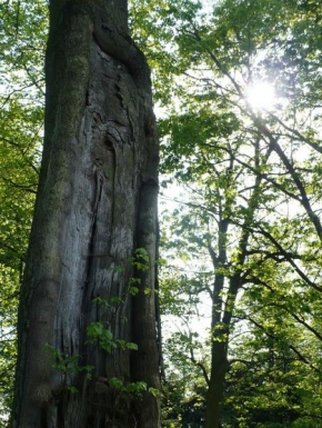 Stromy - Portrét starého rytíře