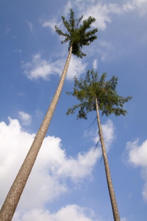 Stromy - České palmy