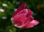 Tulipán