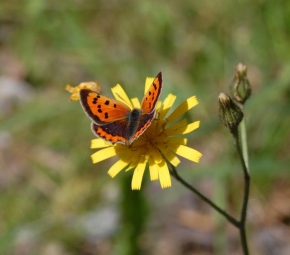 Fotograf roku v přírodě 2009 - Motýl na květině