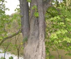 Stromy - Strom u vody