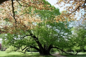 Stromy - Zámecký krasavec