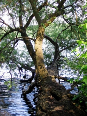 Stromy - Ležící spící na vodě