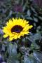 Lenka Schejbalová - Sunflower