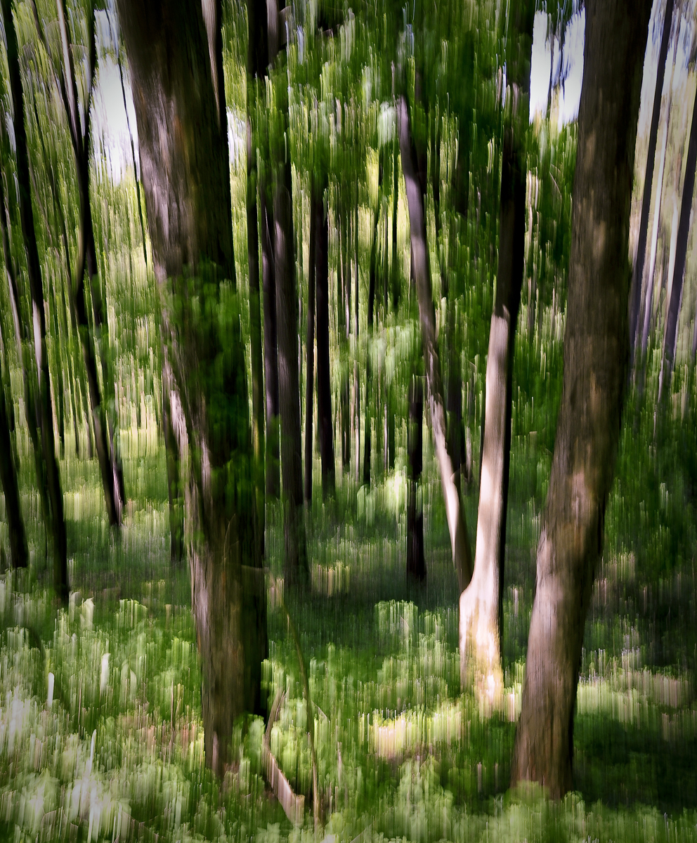 Lesní abstrakce