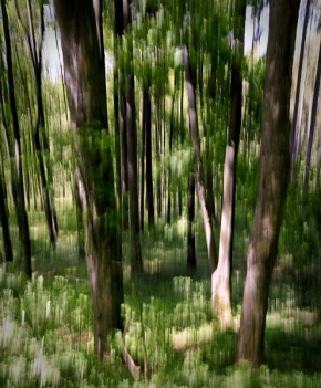 Stromy - Lesní abstrakce