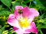The bee balet