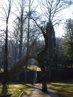 Stromy - Strom v parku