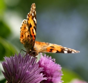 Fotograf roku v přírodě 2009 - Kridla motyli