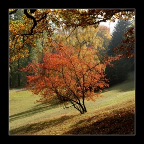 Stromy - ...a zase podzim