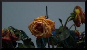 Půvaby květin - Vadnoucí růže
