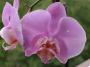 Pavlína Borgová - Orchidea