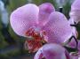 Orchidea 2