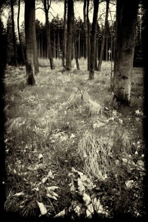 Stromy - Na kraji lesa