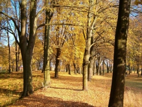 Stromy - Podzimní alej