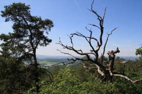 Stromy - Opuštěný strom na Babím lomu u Lelekovic