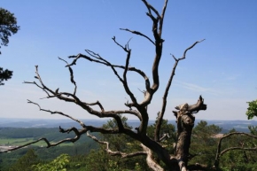 Stromy - Opuštěný strom na Babím lomu u Lelekovic 2
