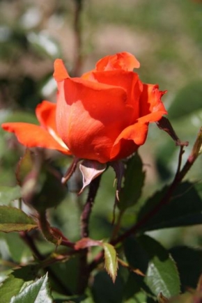 Půvaby květin - Pyšná růže