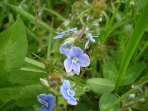Půvaby květin - Modre perlicky