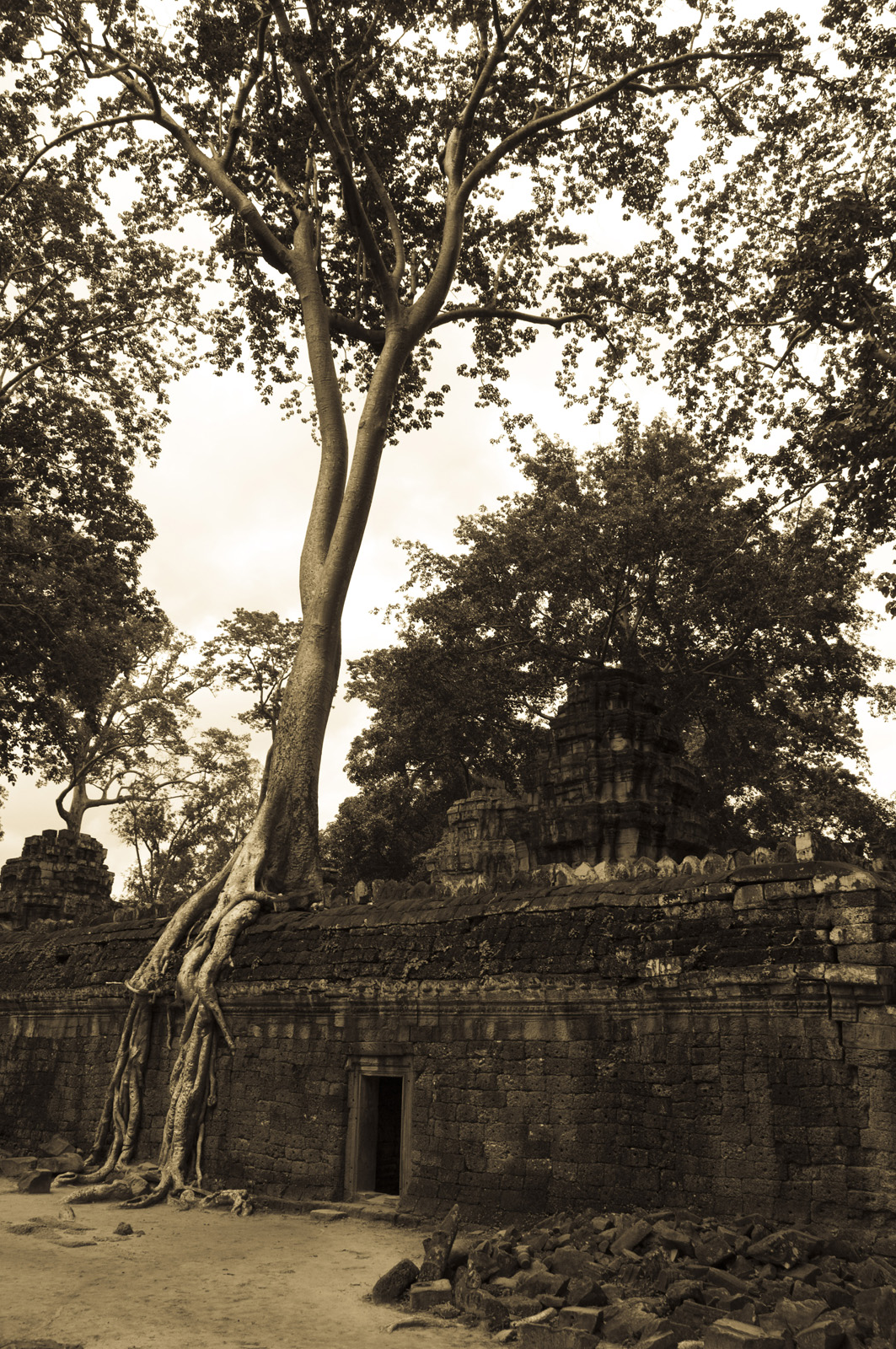 Strom v Angkoru