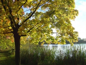 Stromy - Hlídám rybník Struhařov