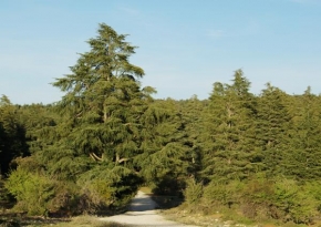 Stromy - V Azrou - Maroko