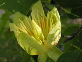 Stromy - Strom tulipánovník