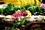 Orchids