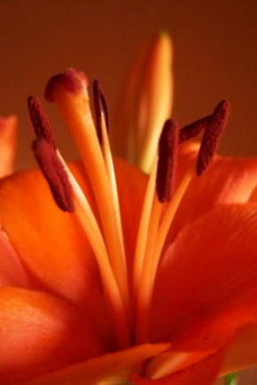 Půvaby květin - Narozeninová lilie