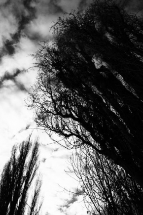 Stromy - Temná síla