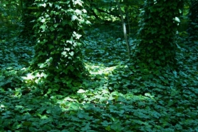 Stromy - Faunův labyrint