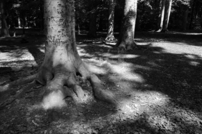 Stromy - V zajetí stínů