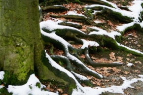 Stromy - Poprašek kořenů