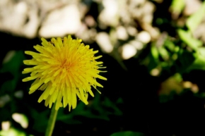 Půvaby květin - Malé slunce