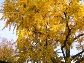 Stromy - Podzimní zlato