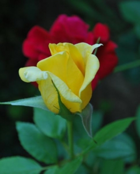 Půvaby květin - žltá