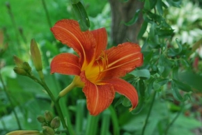 Půvaby květin - Laliovka