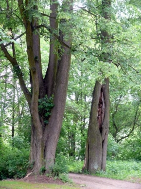 Stromy - Mladý a starý