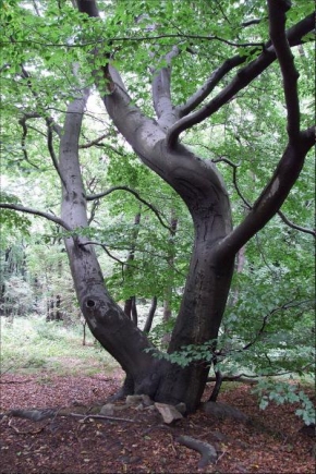 Stromy - Prales
