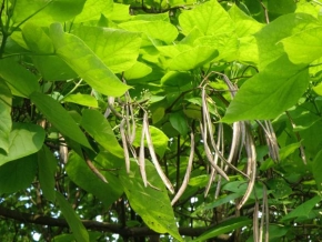 Stromy - Luskovník zelenkavý