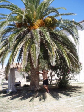Stromy - Ve stínu palmy