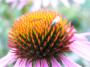 Dája Zikánová - Echinacea