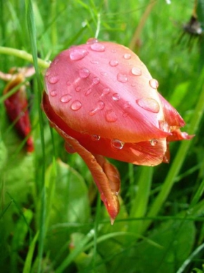 Půvaby květin - Tulipán po dešti