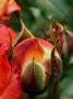 Virgin rose