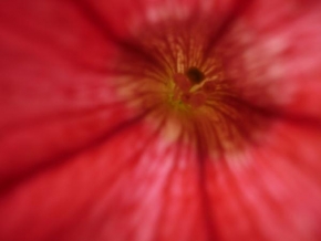 Půvaby květin - Detail